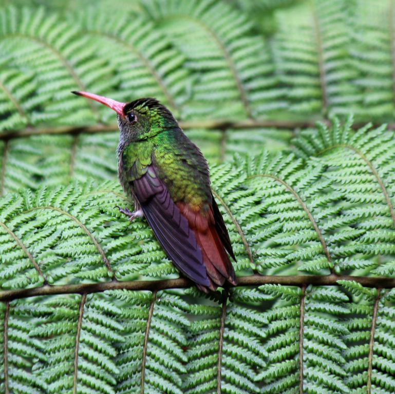 Saguamby Mindo Lodge Exteriér fotografie